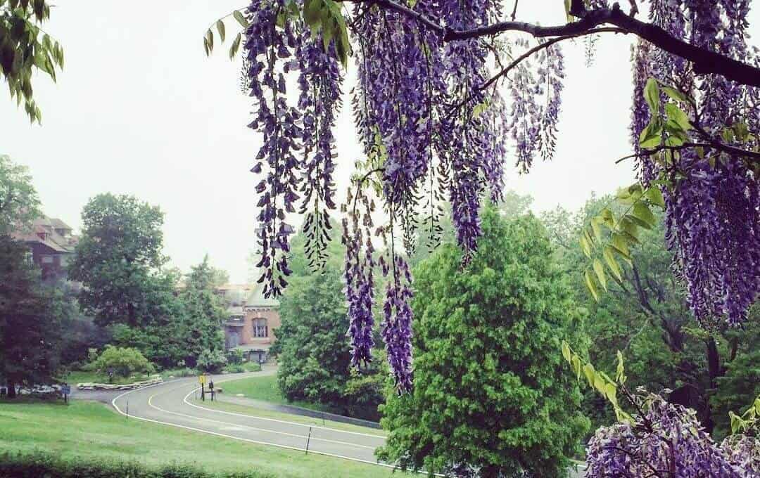Wisteria Tree at Mohonk