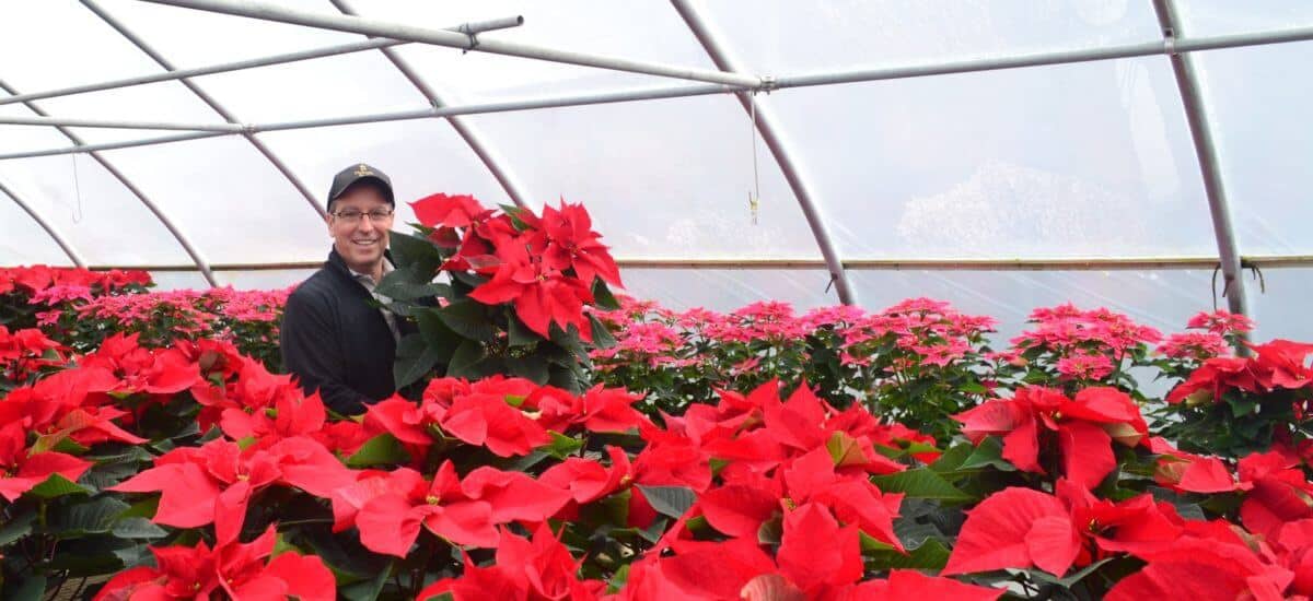 Deck the Halls with Poinsettias