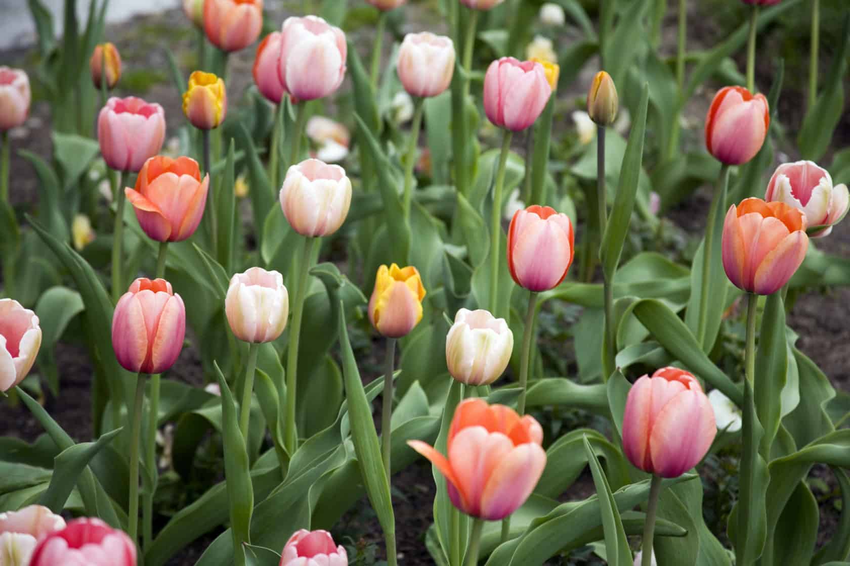 Close image of multicolor tulips in Mohonk Garden