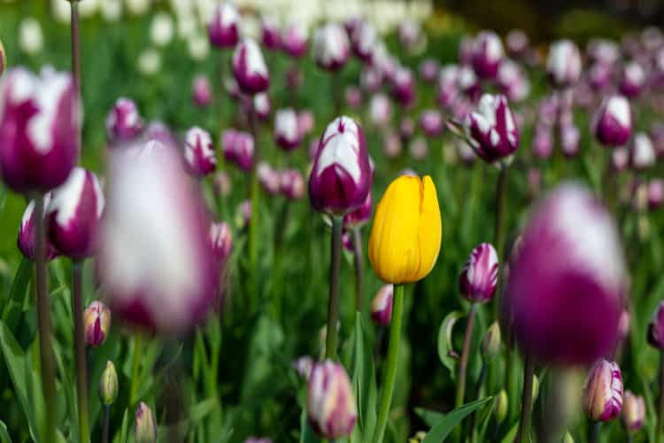 Single yellow tulips among garden of purple tulips