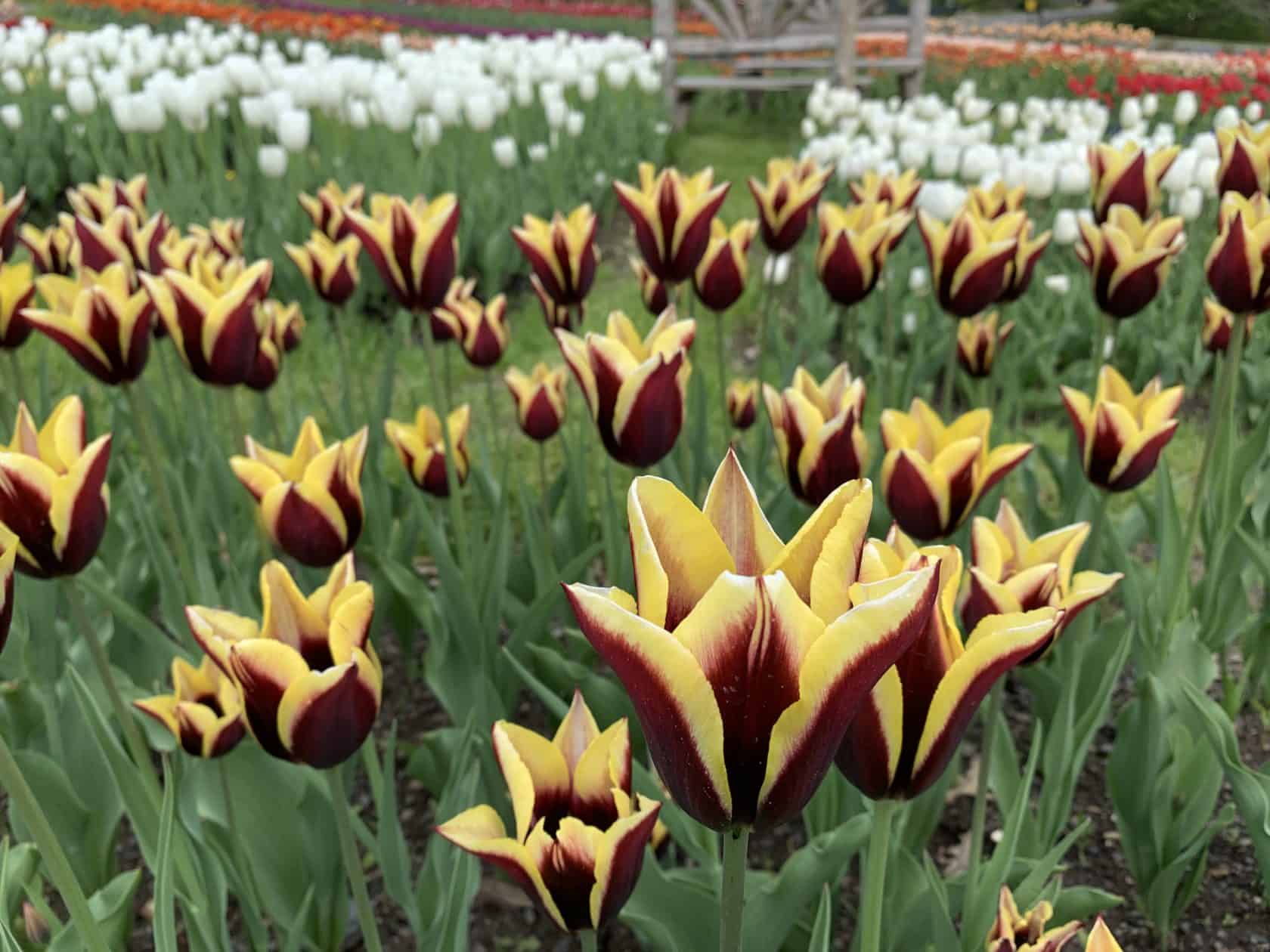 Burgundy and yellow tulips blossoming