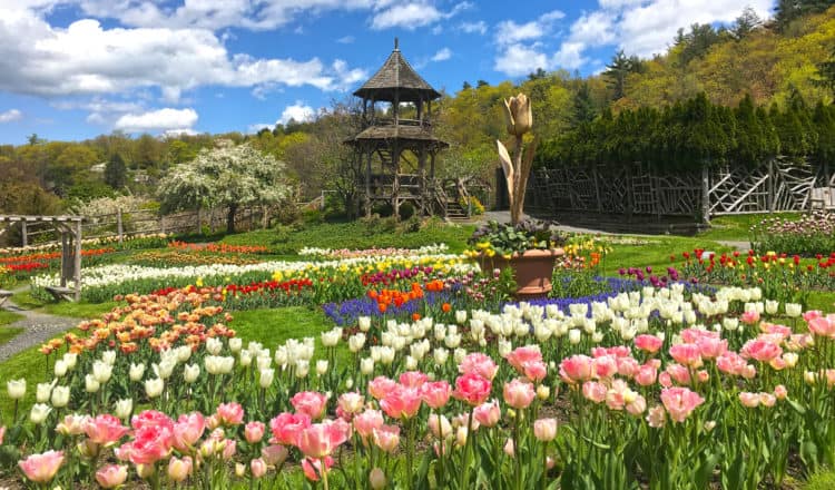 Close image of multicolor tulips in garden