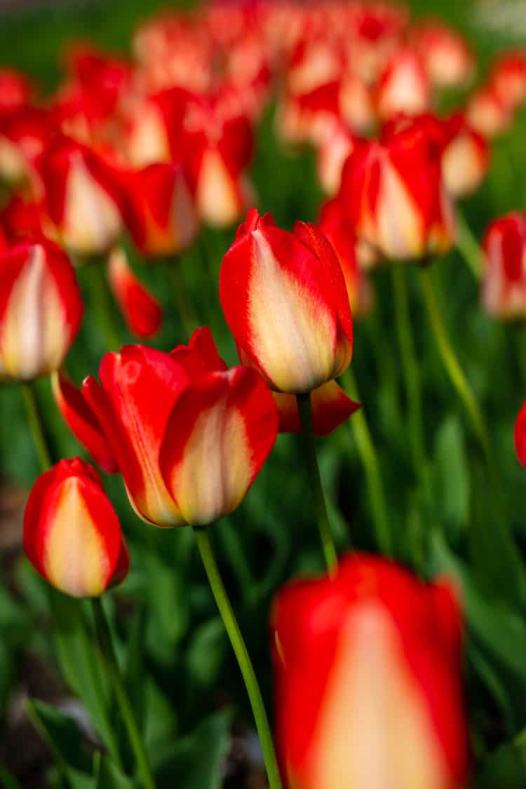 Garden of red tulips blooming