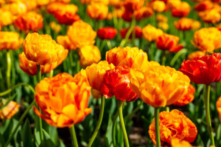 Garden of orange tulips blooming