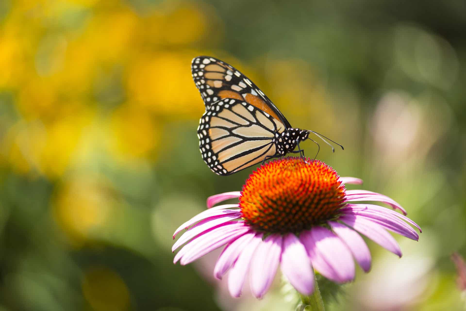 Monarch butterfly with wings open on blossoming flower