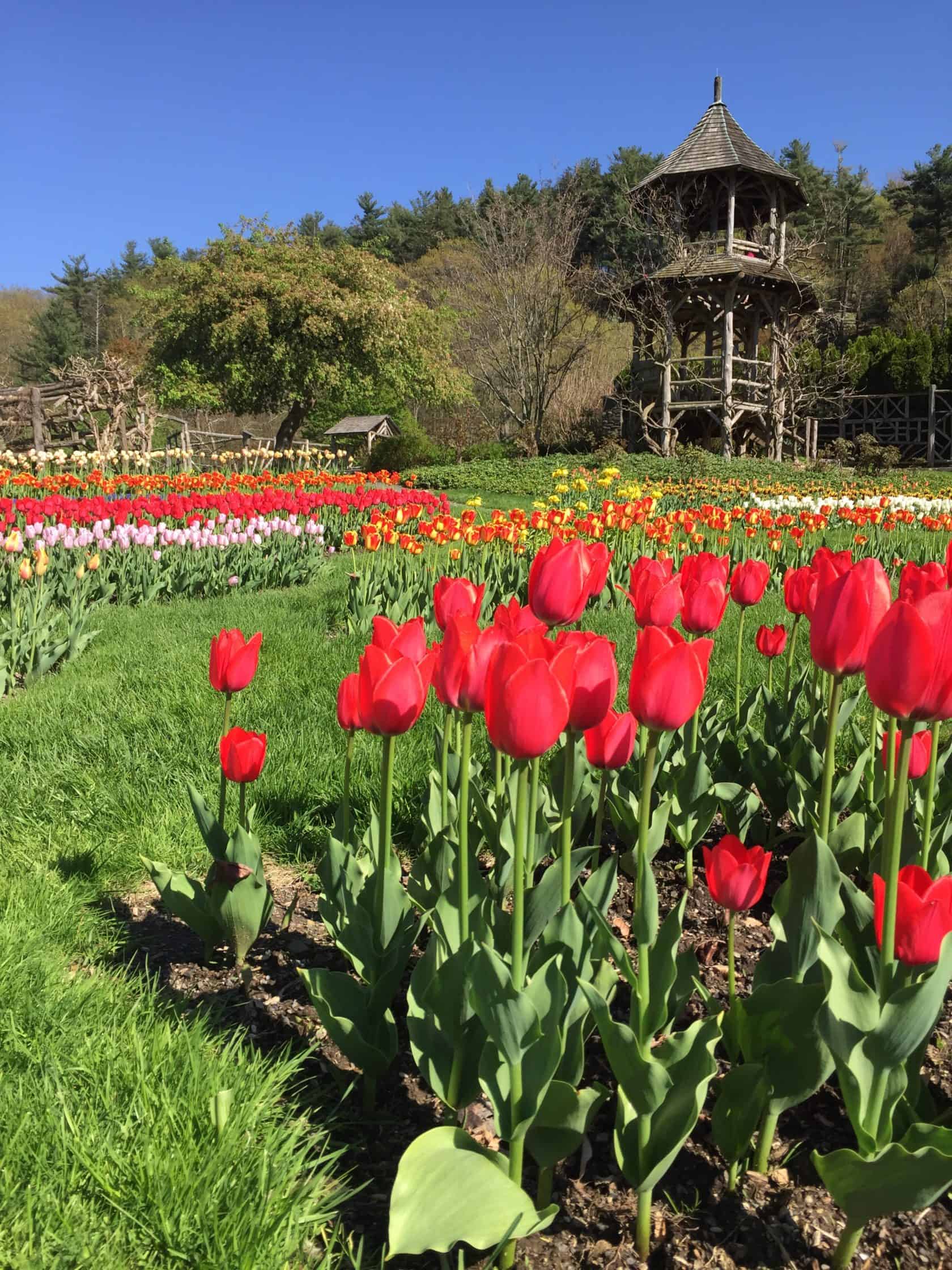 Blossoming pink, red and white tulip garden