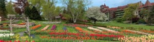 Panoramic view of tulip garden at Mohonk