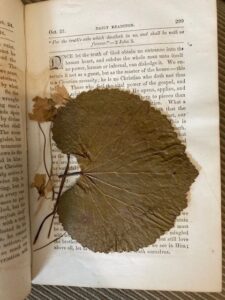 pressed leaf and flower in a book