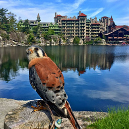 Bird perched on a rock in front of a lake. There is a large hotel surrounded by rocks and trees in the background on the other side of the lake