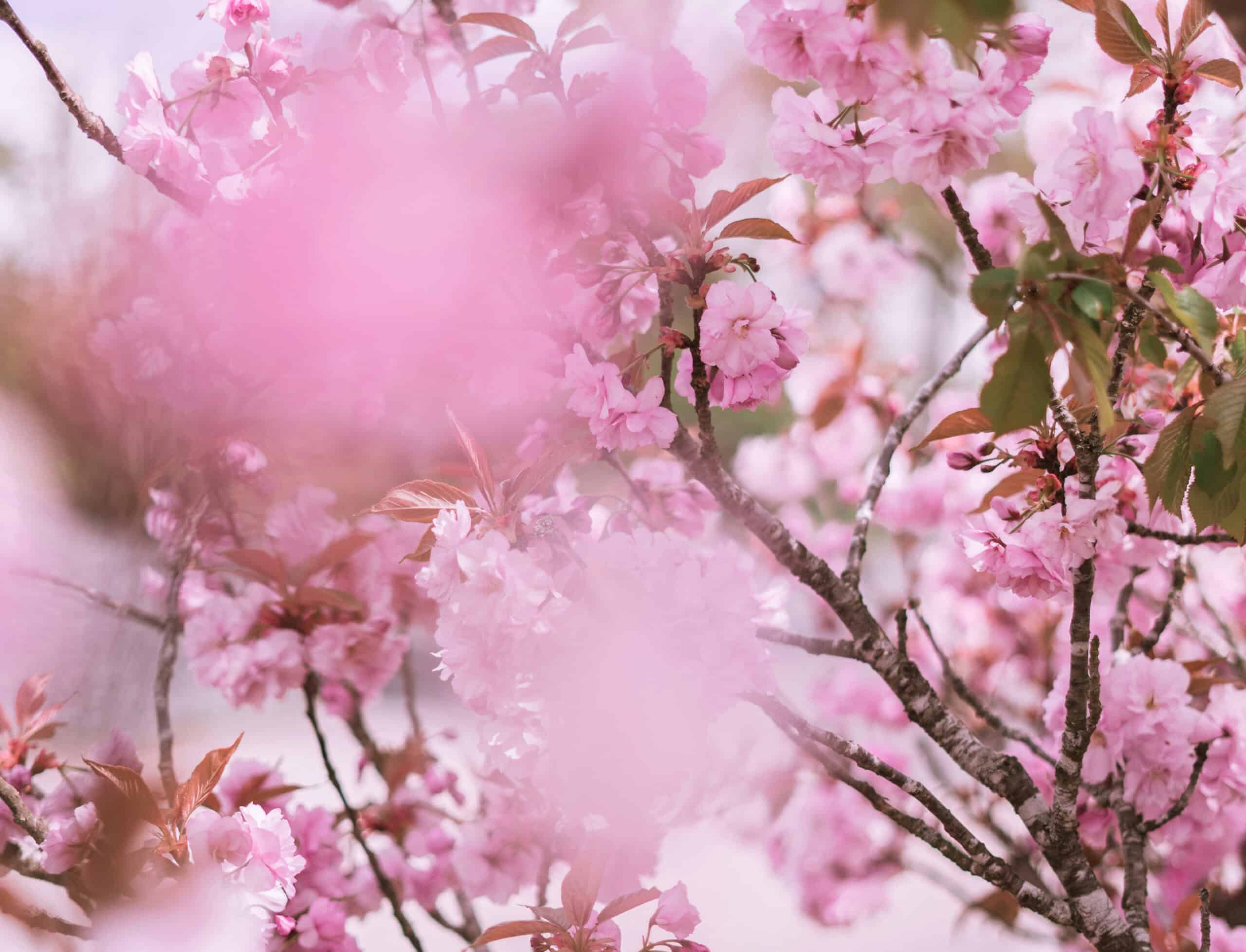 Pink Flowers in Bloom at Our New Paltz Resort