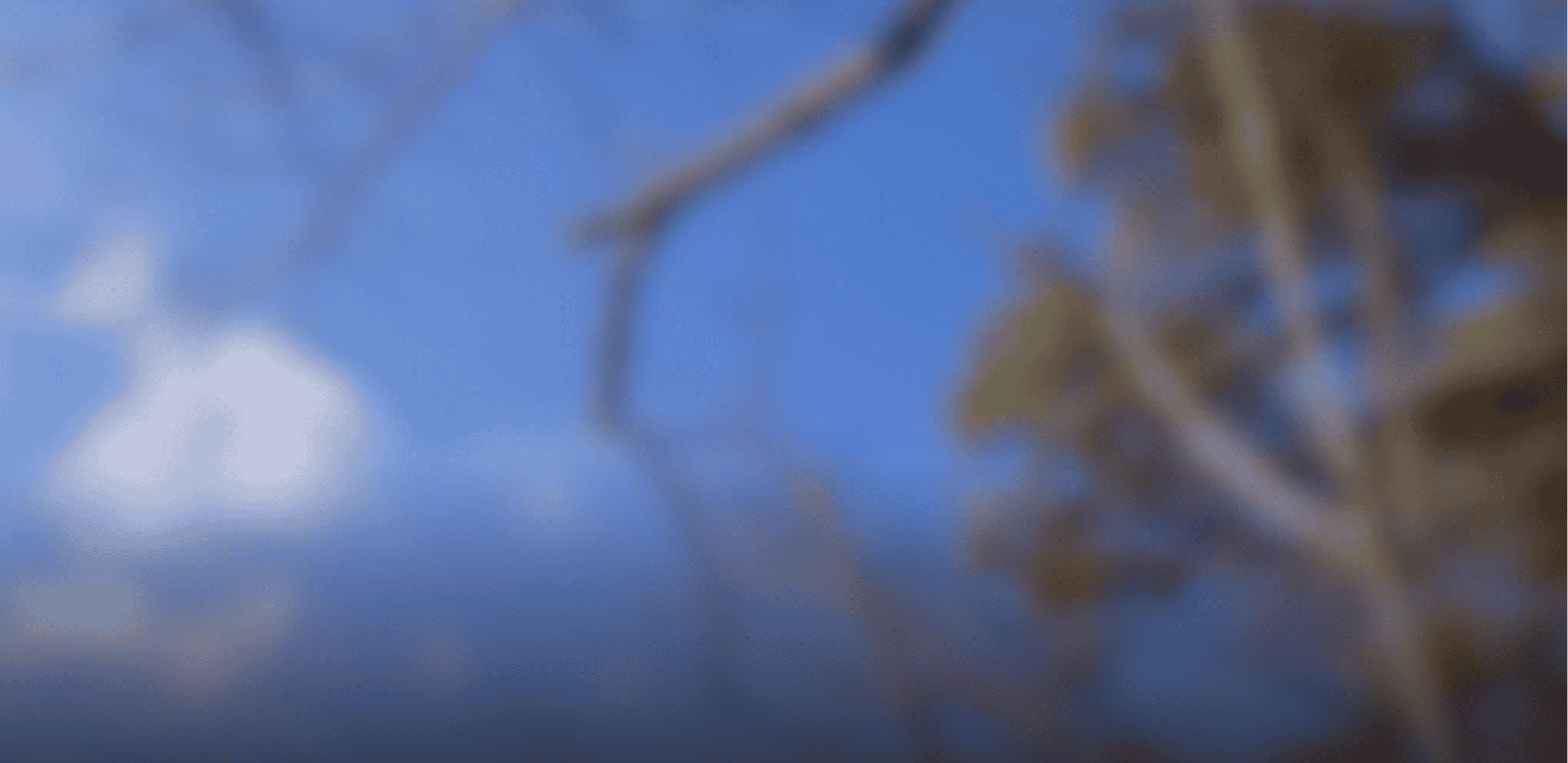 Blurred Image of the Sky and Tree Branches