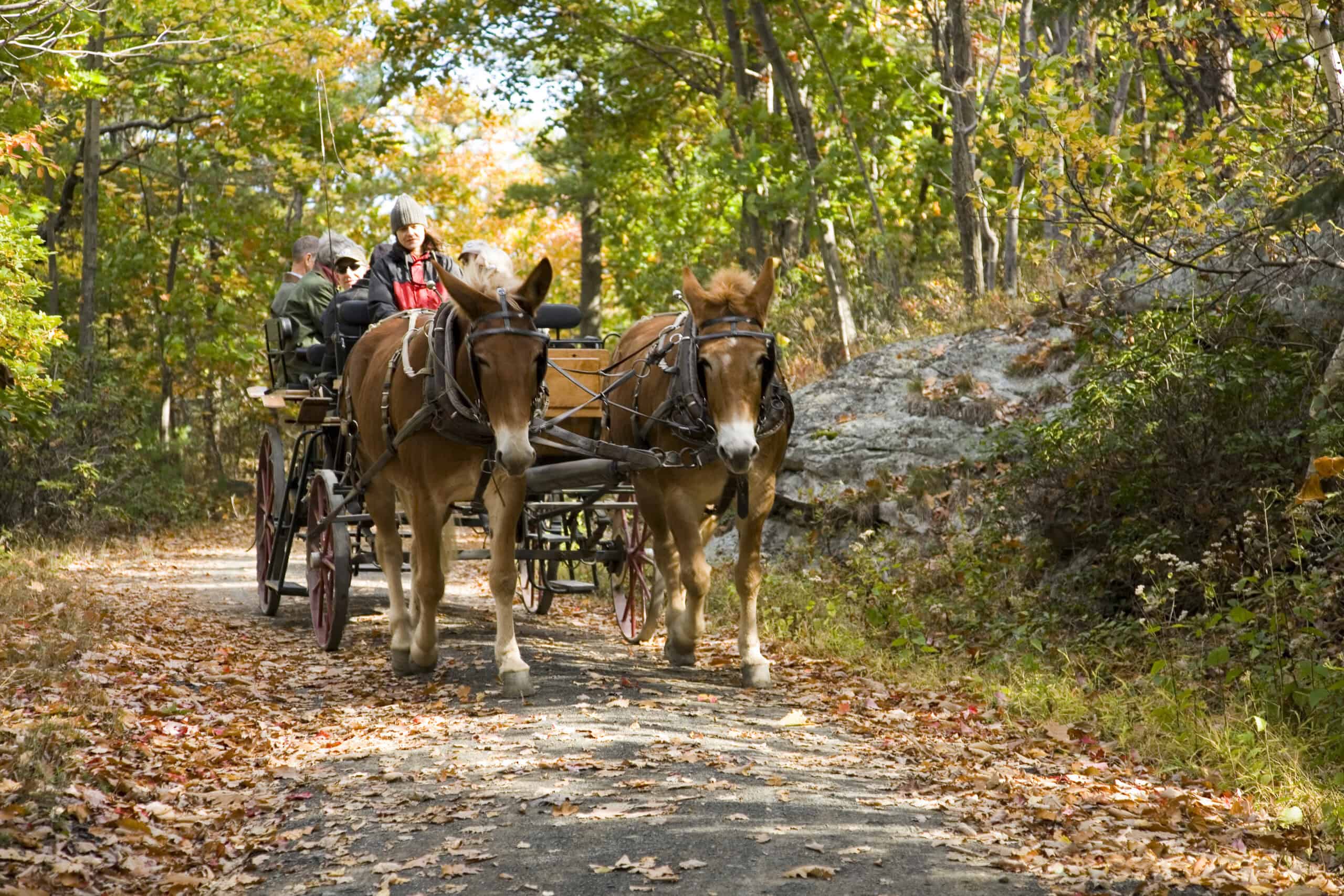 People Enjoying a Private Carriage Ride Along the Trails at Mohonk